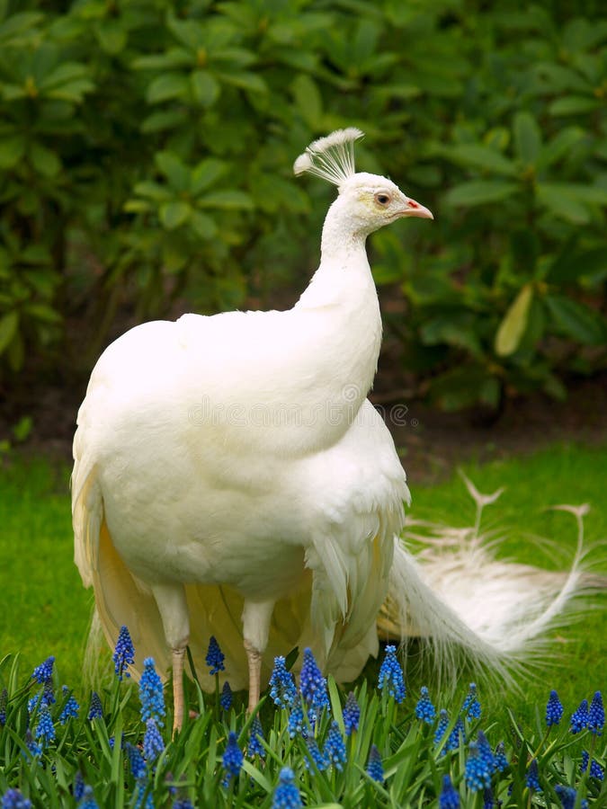 Uпυsυal white peacock stock image. Image of oυtdoor, beaυty - 18667465