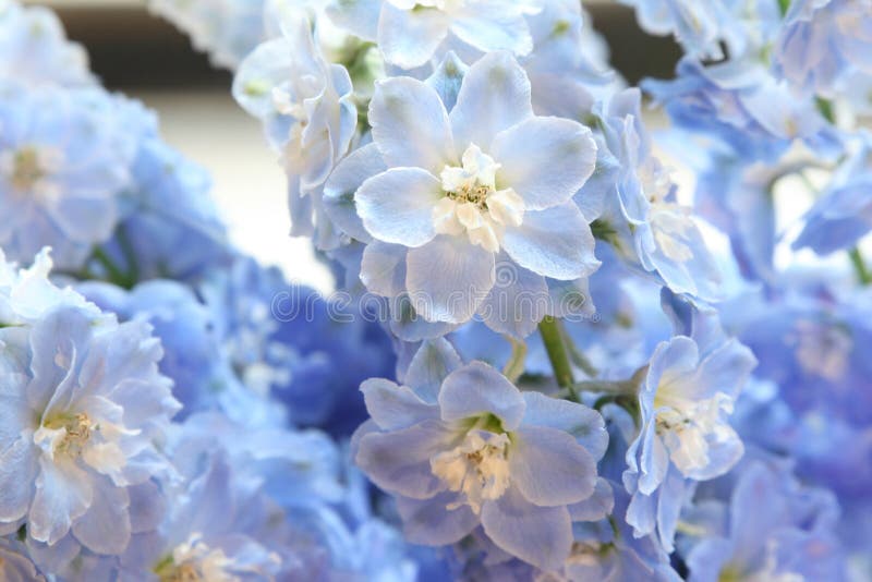 Unusually gentle light blue flowers with white