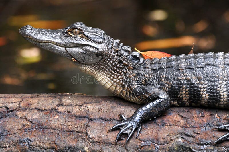 Unvenile american alligator på en log okefenokee swamp National Wildlife frige georgia royaltyfria bilder