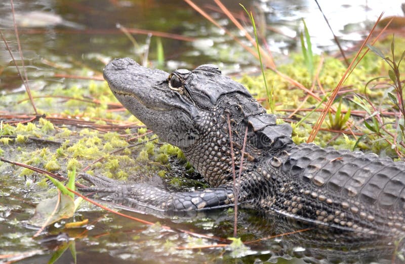 Unvenile american alligator på trädsöarnas drivkraft i okefenokee swamp georgia fotografering för bildbyråer