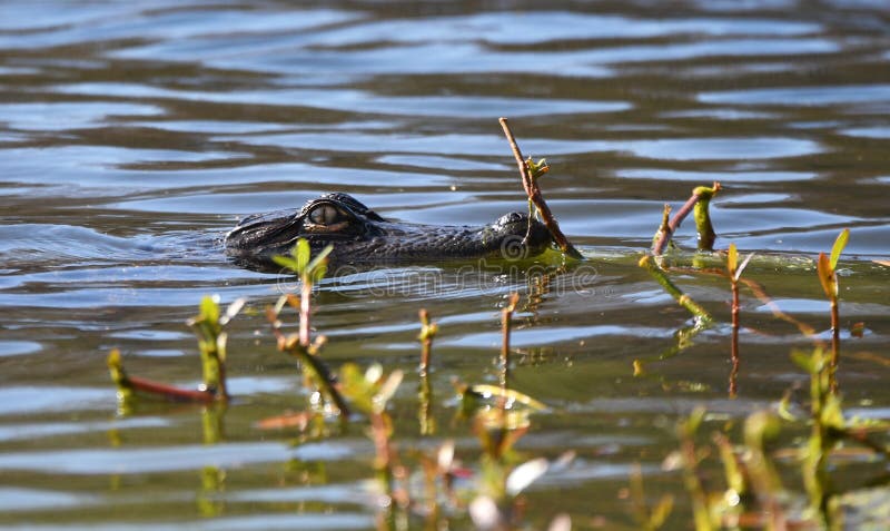 Unvenile american alligator som simmar vid grönfältsparken wilmington North carolina fotografering för bildbyråer