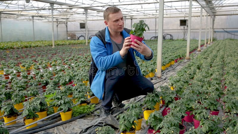 Uomo agricoltore giardinaggio in piantagione che si occupa delle piantine di pomodoro