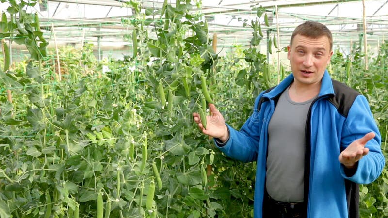 Uomo agricoltore giardinaggio in piantagione di serra con cura delle piante di piselli