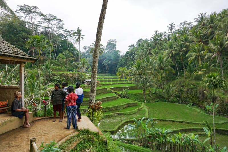Uomo anziano con i bambini nelle risaie sulla montagna vicino a Ubud, isola tropicale Bali, Indonesia, Tegallalang fotografia stock Uomo anziano con i bambini nelle risaie sulla montagna vicino a Ubud, isola tropicale Bali, Indonesia, Tegallalang fotografia stock