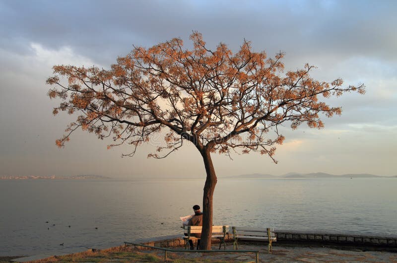 Uomo anziano sotto l'albero immagini stock Uomo anziano sotto l'albero immagini stock