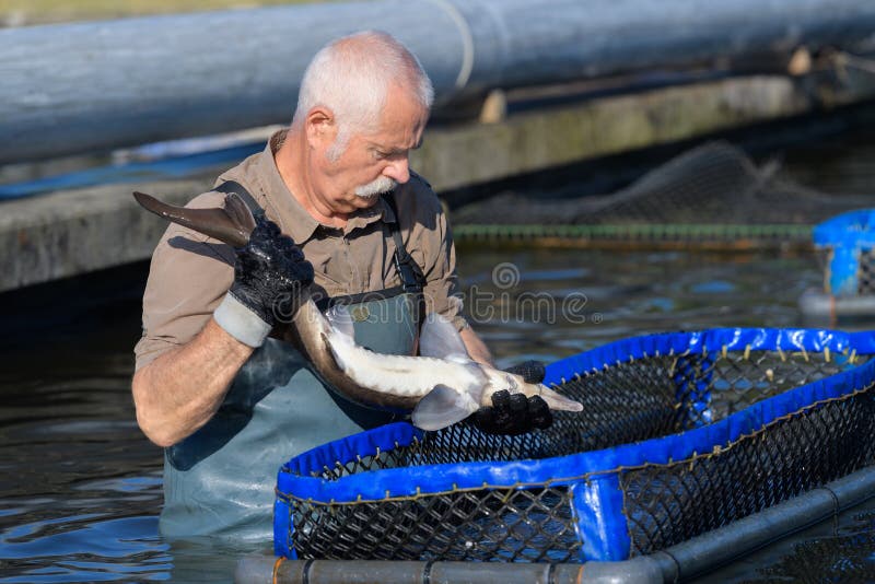 Uomo che lavora all'impresa di piscicoltura immagine stock libera da diritti Uomo che lavora all'impresa di piscicoltura immagine stock libera da diritti
