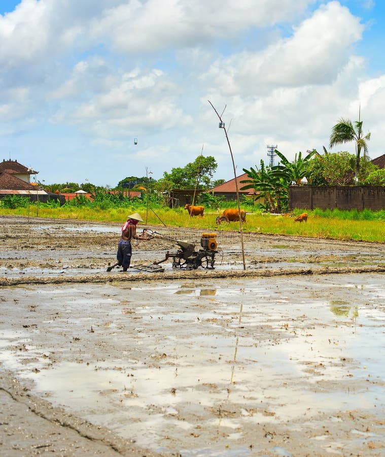 Uomo che lavora il giacimento del riso di Bali fotografia stock libera da diritti Uomo che lavora il giacimento del riso di Bali fotografia stock libera da diritti
