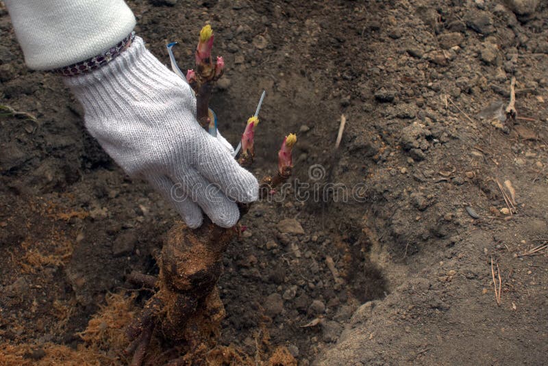 Uomo che pianta le peonie dell'albero fotografie stock libere da diritti Uomo che pianta le peonie dell'albero fotografie stock libere da diritti