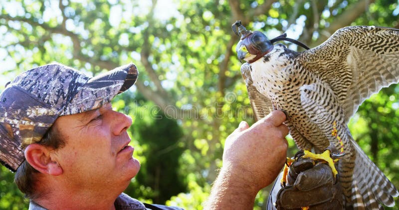 Uomo che prepara un'aquila del falco