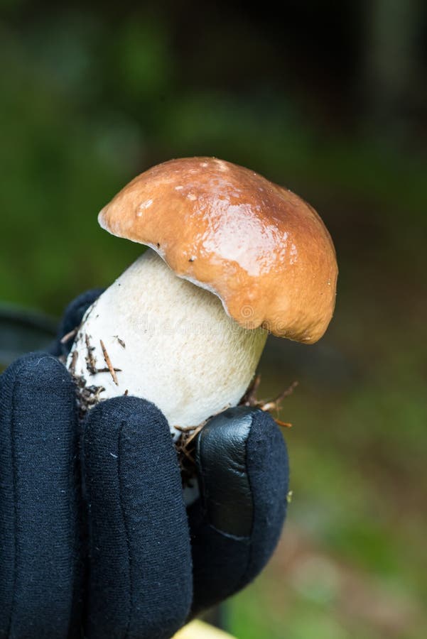 Uomo che tiene un giovane porcini perfetto fotografia stock libera da diritti Uomo che tiene un giovane porcini perfetto fotografia stock libera da diritti