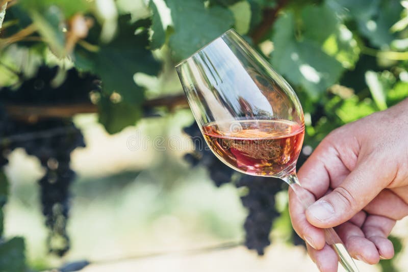 Uomo che tiene vetro di vino rosso nel campo della vigna Assaggio di vino nella cantina all'aperto immagine stock Uomo che tiene vetro di vino rosso nel campo della vigna Assaggio di vino nella cantina all'aperto immagine stock