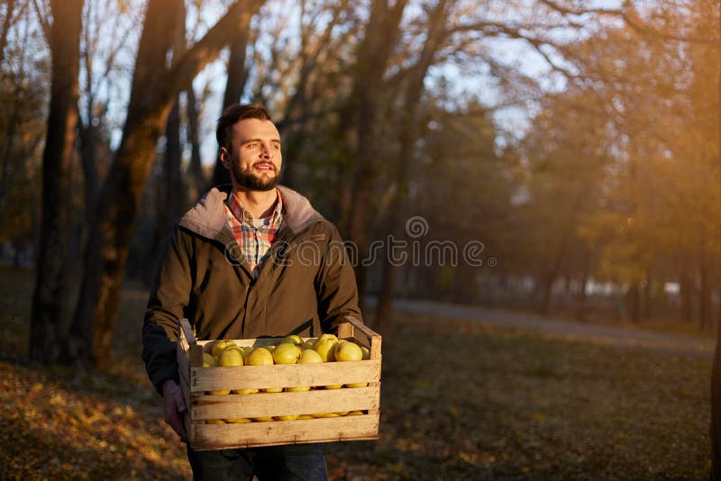 Uomo con la scatola di legno delle mele dorate mature gialle nell'azienda agricola del frutteto Coltivatore che raccoglie nel gia fotografia stock Uomo con la scatola di legno delle mele dorate mature gialle nell'azienda agricola del frutteto Coltivatore che raccoglie nel gia fotografia stock