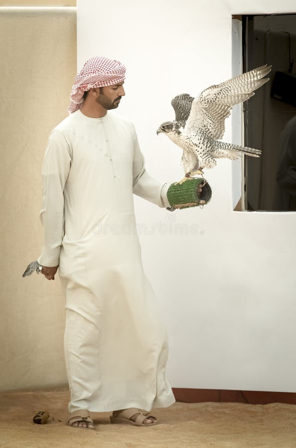 Volo Del Falco Pellegrino Verso Il Suo Istruttore Immagine