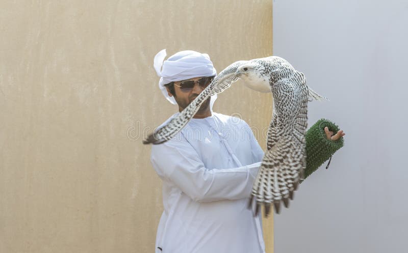 Volo Del Falco Pellegrino Verso Il Suo Istruttore Immagine