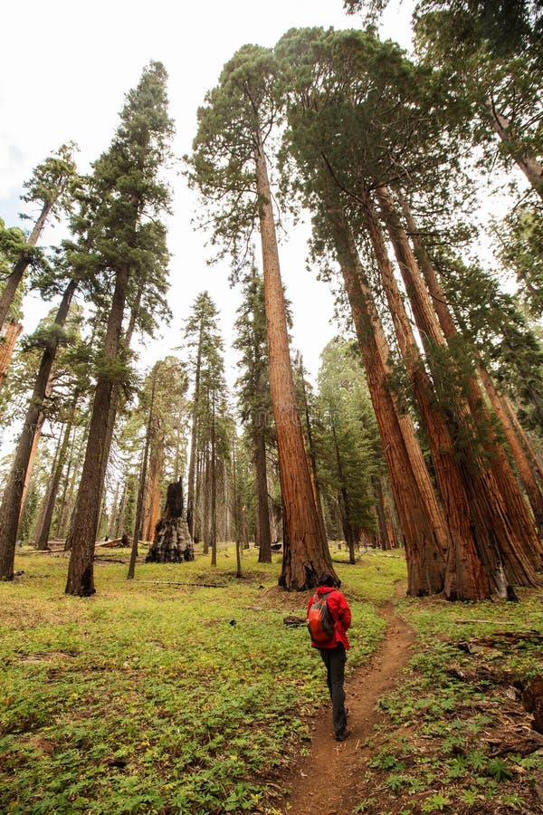 Uomo nel parco nazionale della sequoia in California, U.S.A.