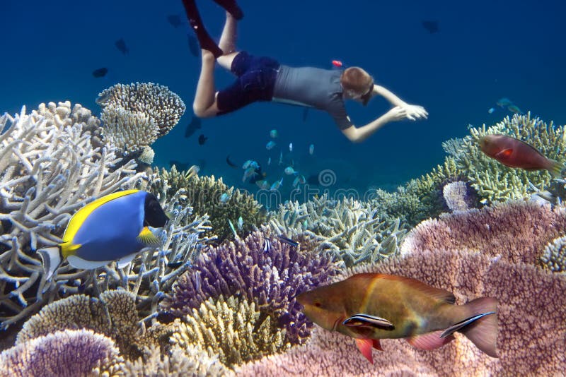 Uomo nelle pinne sott'acqua sopra il corallo e i pesci tropicali fotografia stock