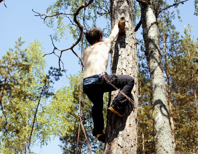 Взбирается по березке. Человек лезет на дерево. Взбираться на дерево. Мужчина залез на дерево.