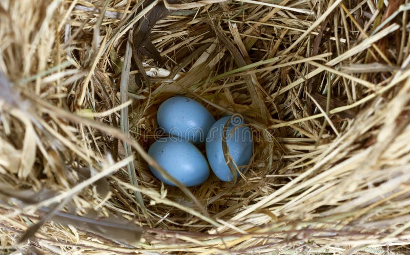 FRANKOMA VASO BOCCIOLO CERAMICA AIDA ARGILLA LUCIDO UOVO DI