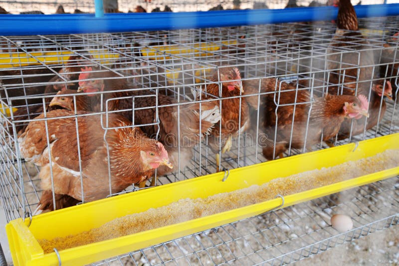 Uova del pollo dell'azienda agricola fotografia stock Uova del pollo dell'azienda agricola fotografia stock