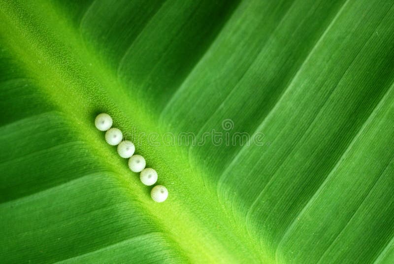 Morpho peleides butterfly eggs, making a line in colorful leaf. Morpho peleides butterfly eggs, making a line in colorful leaf