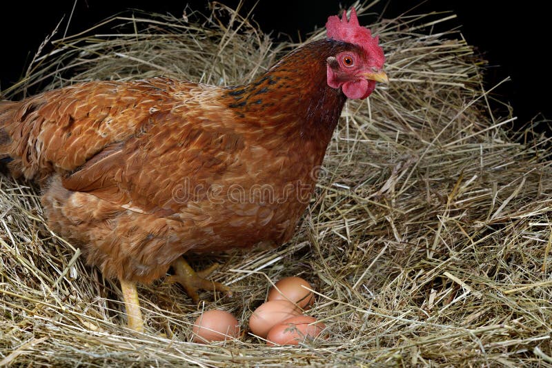 Uova di gallina quattro fotografie stock Uova di gallina quattro fotografie stock