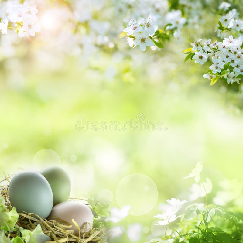 Uova di Pasqua con i fiori della molla