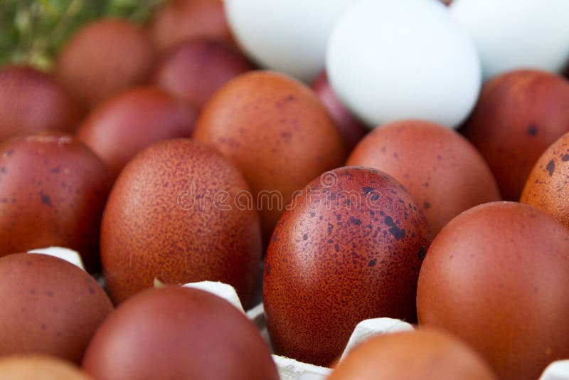 Uova ecologiche naturali di colore marrone e blu fotografia stock Uova ecologiche naturali di colore marrone e blu fotografia stock