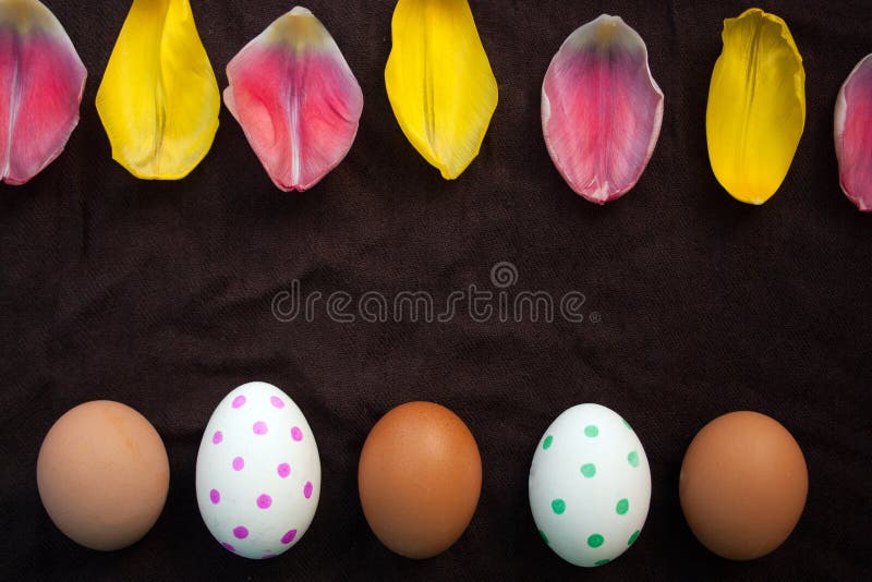 Uova marroni fresche ed uova dell'estere e petali dipinti di un tulipano immagine stock libera da diritti Uova marroni fresche ed uova dell'estere e petali dipinti di un tulipano immagine stock libera da diritti