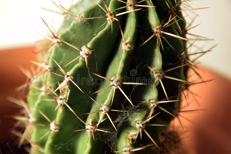 2.963 Ilustrações de Cactus - Getty Images