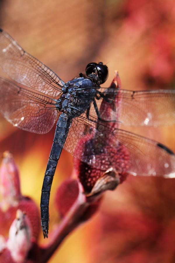 Up-Close Dragon Fly With Red Background stock photography Up-Close Dragon Fly With Red Background stock photography