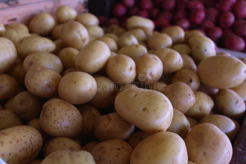 Up-close image of potatoes at a Farmer`s Market royalty free stock image