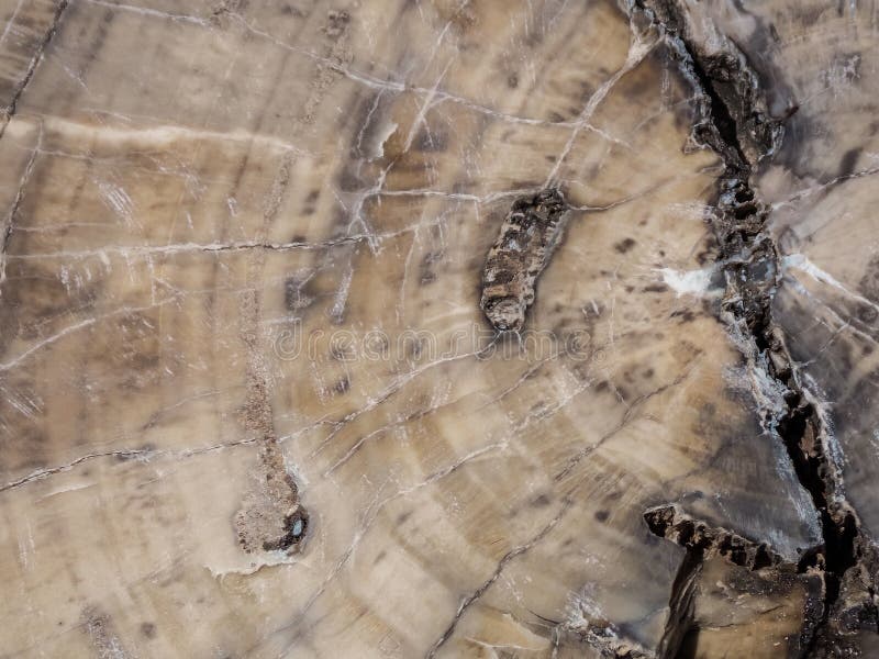 Up Close Patterns of Petrified Wood