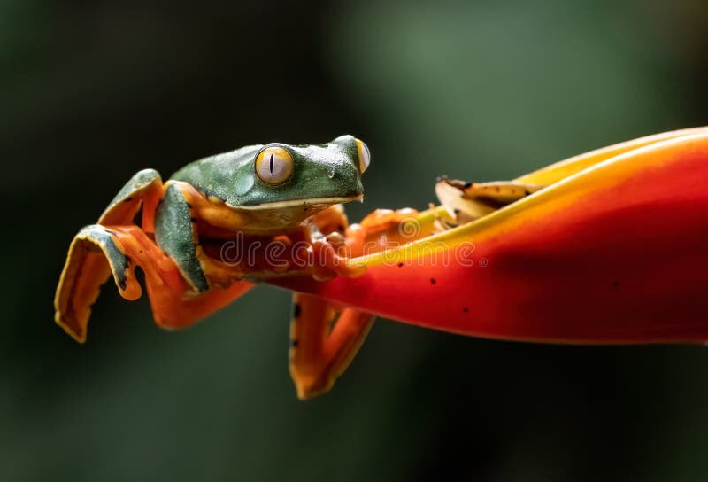 Up close of a Tropical Tree Frog royalty free stock photography