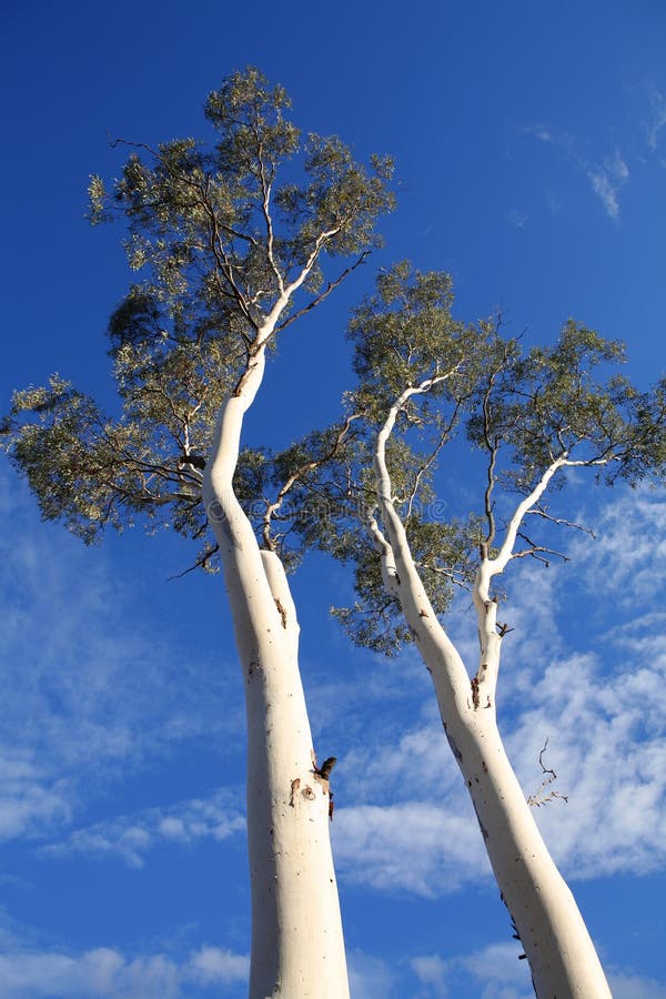 White gum tree stock photo. Image of australia, field 19123402