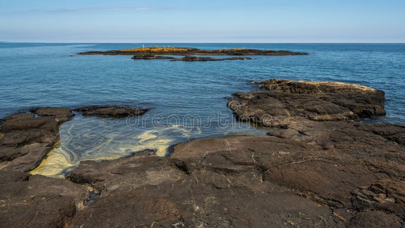 Orange lichen and seagulls gathering on Black Rocks, Presque Isle Park, Marquette, Michigan