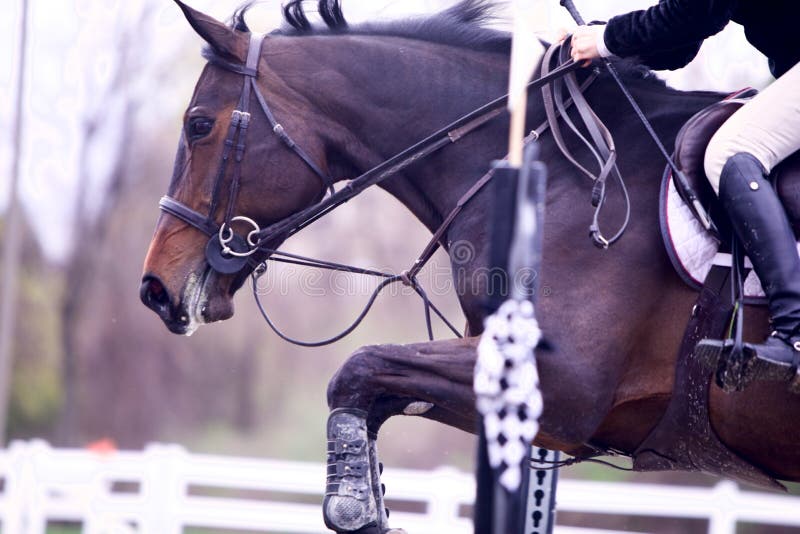 Close Up of a brown horse clearing a jump, from rider`s knee on. Ears are forward, knees are bent. Blurred standard in foreground, blurred white fence and woods in background. Horizontal shot. Close Up of a brown horse clearing a jump, from rider`s knee on. Ears are forward, knees are bent. Blurred standard in foreground, blurred white fence and woods in background. Horizontal shot.