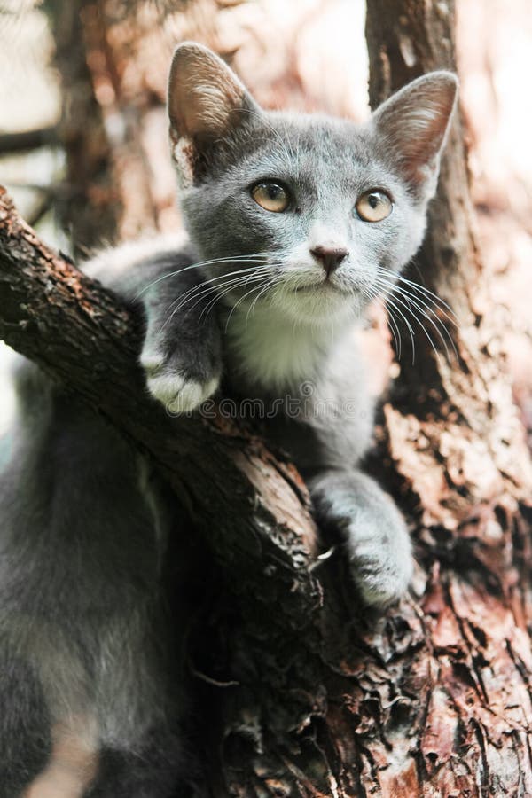 A cat stuck up in a tree stock image. Image of forest 145645053
