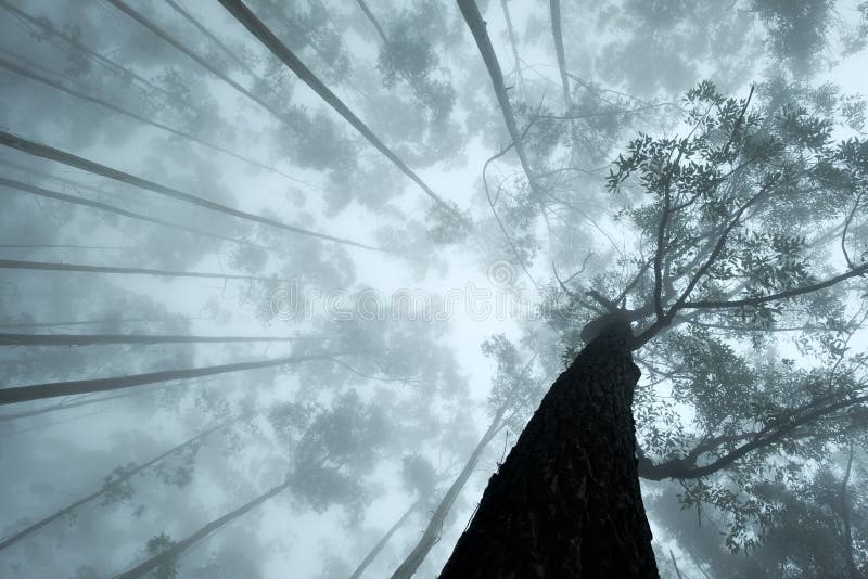 Up View On The Crown Of Tropical Trees In Foggy Weather.