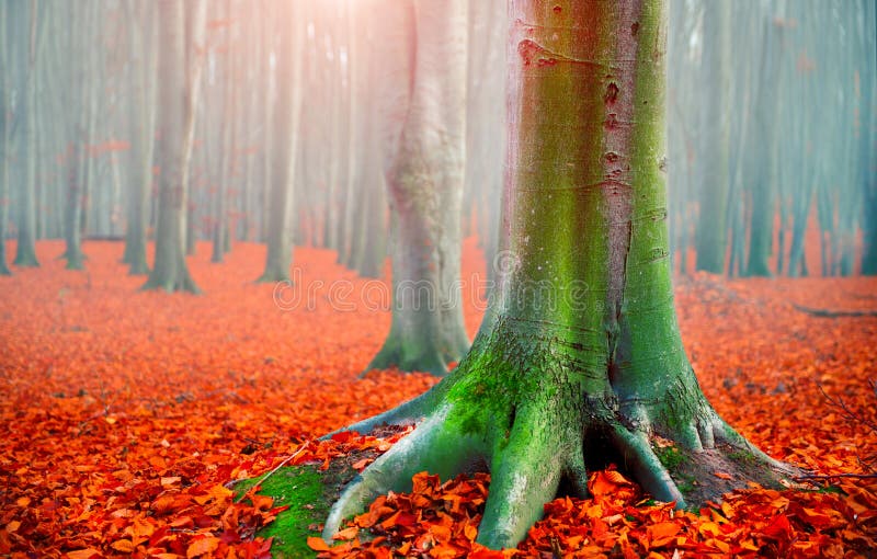 upadek Jesień krajobraz Piękny jesienny park z jaskrawymi czerwień liśćmi i starymi ciemnymi drzewami Piękno Natura fotografia stock upadek Jesień krajobraz Piękny jesienny park z jaskrawymi czerwień liśćmi i starymi ciemnymi drzewami Piękno Natura fotografia stock