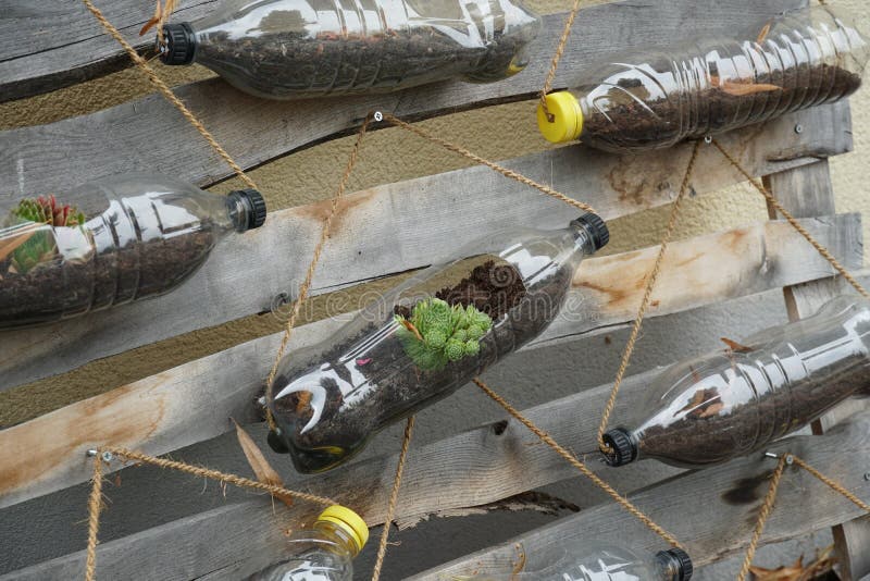 Upcycling of plastic bottles from soft drinks close up. They are used as flowerpots for succulent plants.