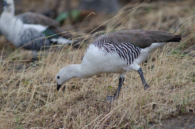 Upland Magellan Goose Family Torres Del Paine National Par…