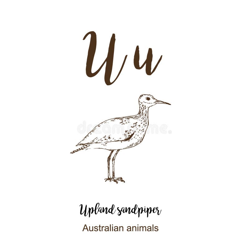 Upland piper, A to z, alphabet sketch australian animals drawing vector illustration. Vintage hand drawn with lettering. Letter U stock illustration