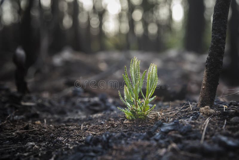 Regeneration in bushlands from Australian bushfire, black trees and green leaves. Regeneration in bushlands from Australian bushfire, black trees and green leaves