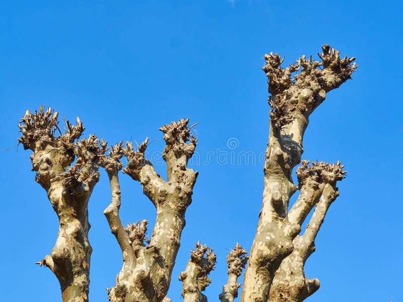 Upper branches of a plane tree (platanus) pollarded completely. blue sky in background