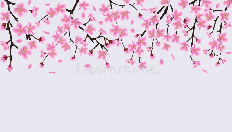 Upper frame border with blooming cherry or sakura vector illustration isolated. stock illustration Upper frame border with blooming cherry or sakura vector illustration isolated. stock illustration