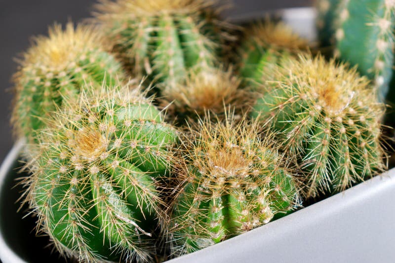 Upper view of green cactus plant in a grey pot royalty free stock images