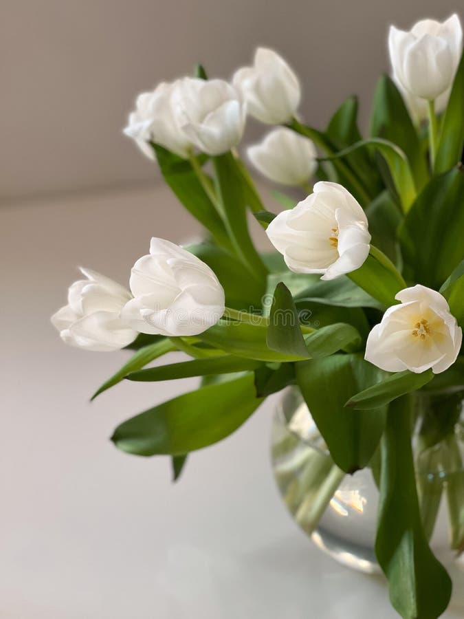 Upper view of white tulips in glas vase on white table royalty free stock images