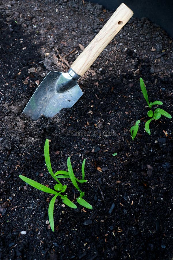 Upper view of young spinach plants in soil with a garden shovel royalty free stock images