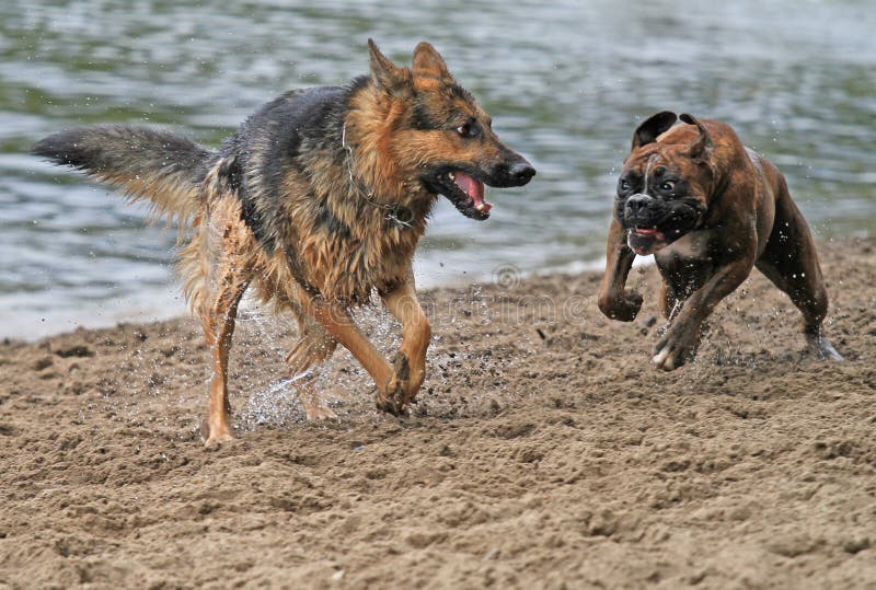 Alsation and boxer dogs play fighting on the beach. Alsation and boxer dogs play fighting on the beach