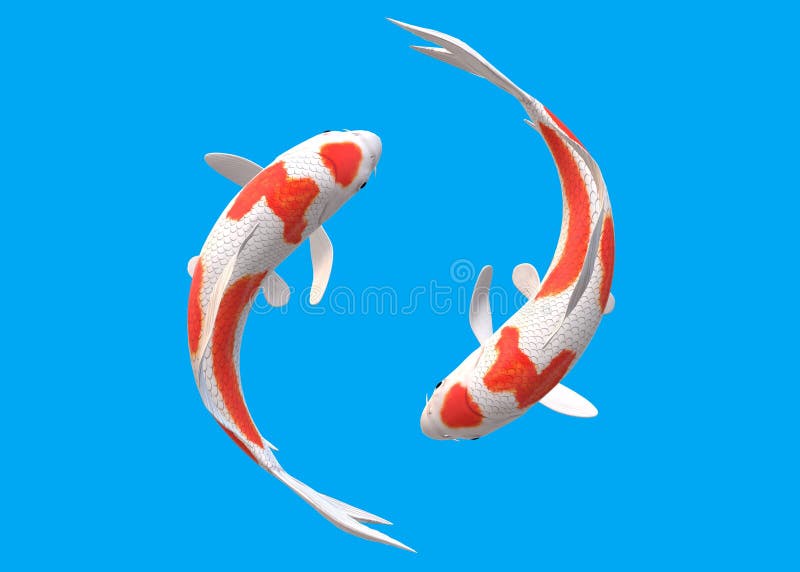 Uppifrån och ned på ett par vita Koi Carp fiskar med röda lappar som simmar runt varandra vektor illustrationer